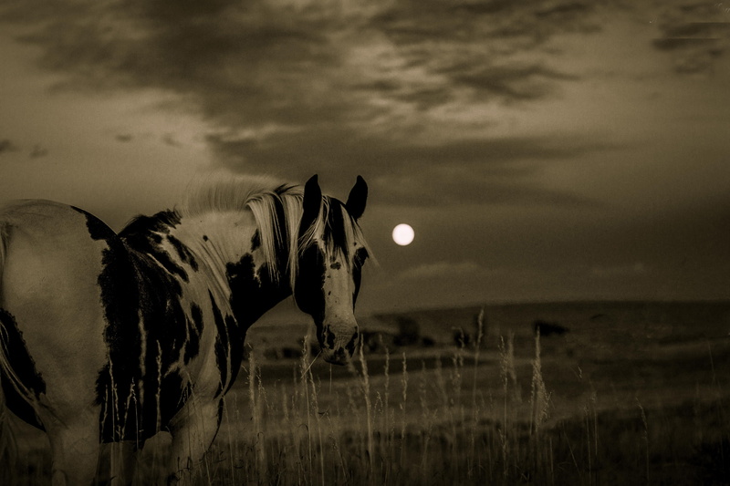 horse, animal themes, nature, moon, plant, cloud - sky, field, landscape, sky, grass, outdoors, domestic, domestic animals, equine, animal, black, white