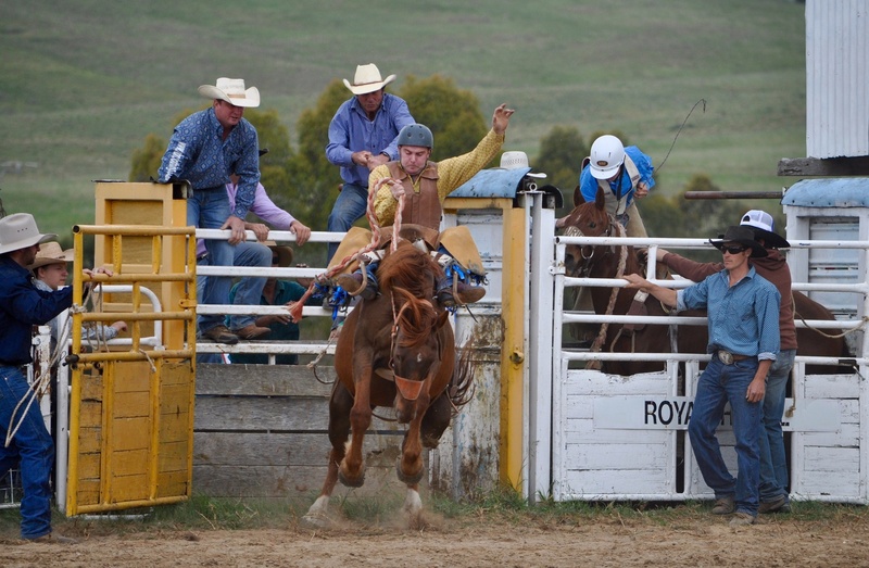 animal wildlife, cowboy, men, occupation, sport, pets, rodeo, action, bucking, bronc rider, man, ranch, arena, cowboy hat, group of animals, mammal, saddle