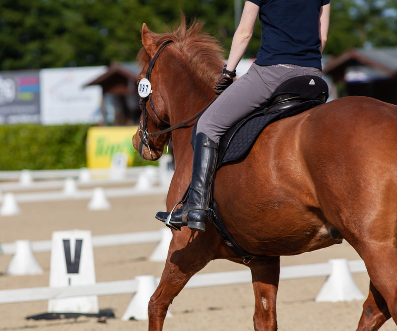 bay, domestic, domestic animals, animal themes, animal, mammal, dressage, stallion, vertebrate, rider, animal head, brown, saddle, riding, chestnut, competition