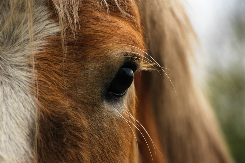 head, look, equine, herbivorous, animal themes, domestic, mammal, close-up, 1080P, mane, animal wildlife, animal body part, eye, working animal, close up