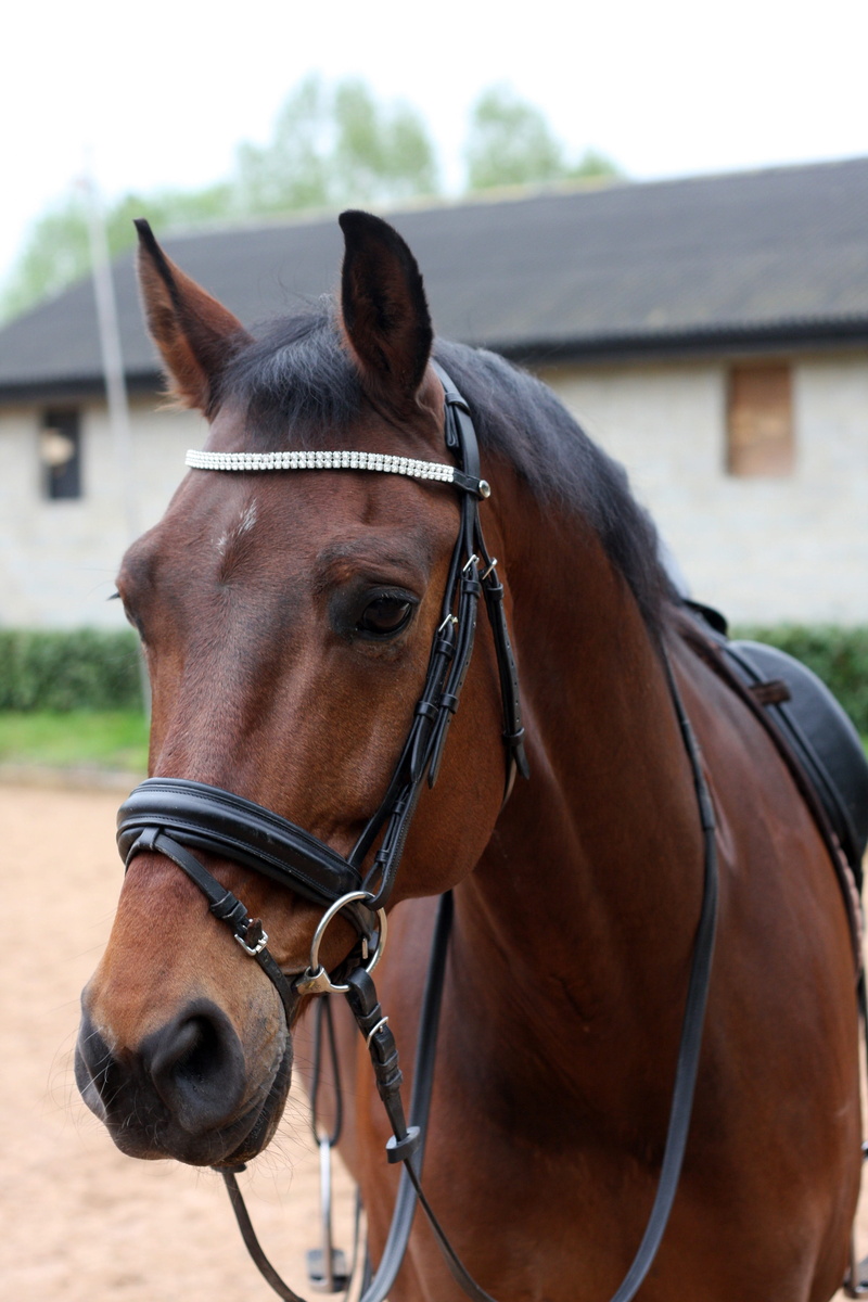 brown, mane, domestic, dressage, animal, domestic animals, contest, 4K, rider, animal wildlife, day, competition, mammal, equestrian, bridle, saddle, outdoors