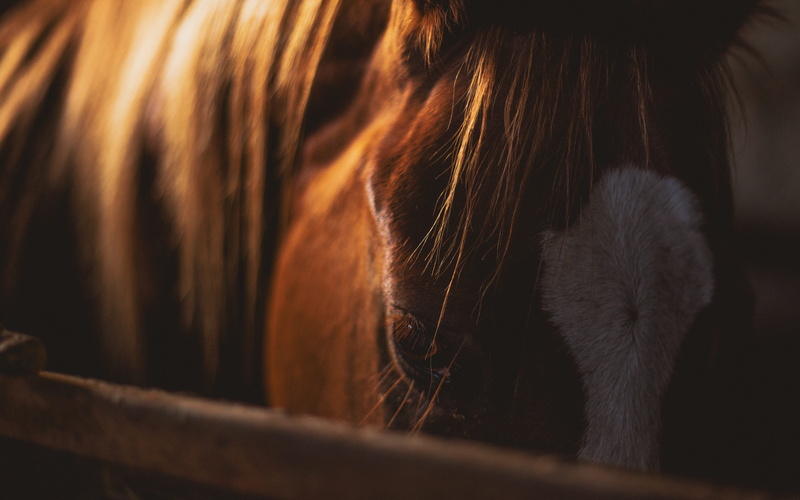 abstract, farm, herbivorous, black background, white, sad, stallion, mane, mammal, close-up, selective focus, pet, outdoors, hair, horse, cavalry, animal body part