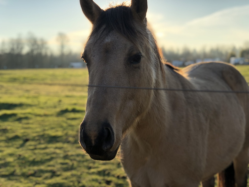 land, field, livestock, domestic, 4K, grassland, animal themes, animal head, equine, mammal, pasture, day, focus on foreground, mare, equestrian, vertebrate