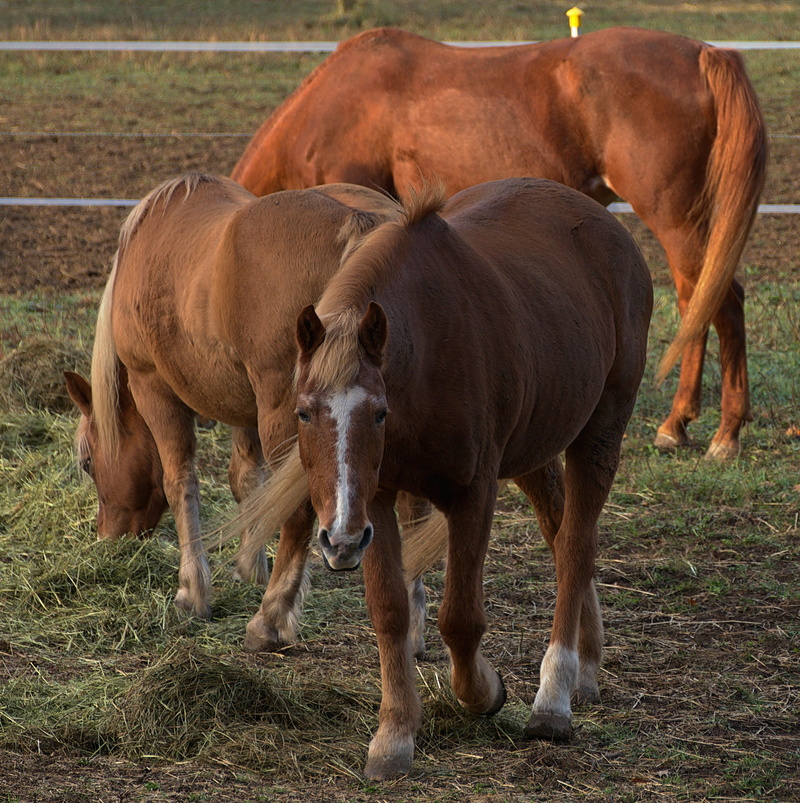 brown, animal family, no people, pony, eat, equestrian, agriculture, land, horses, hunger, mammal, animal world, animal, day, cow, willow farm, nature