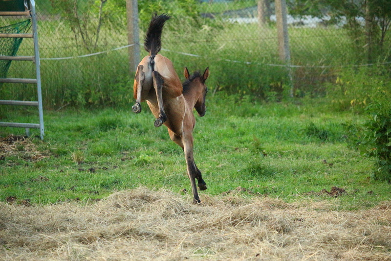 pasture, Foal, day, no people, Mold, 5K, plant, herbivorous, animal themes, Horse, farm, pets, outdoors, rural Scene, animal wildlife, running, stallion