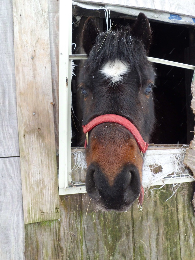 barn, outdoors, animal body part, animal themes, Barn, domestic animals, horse, snout, animal eye, Rural, animal mouth, one animal, pets, countryside, close-up