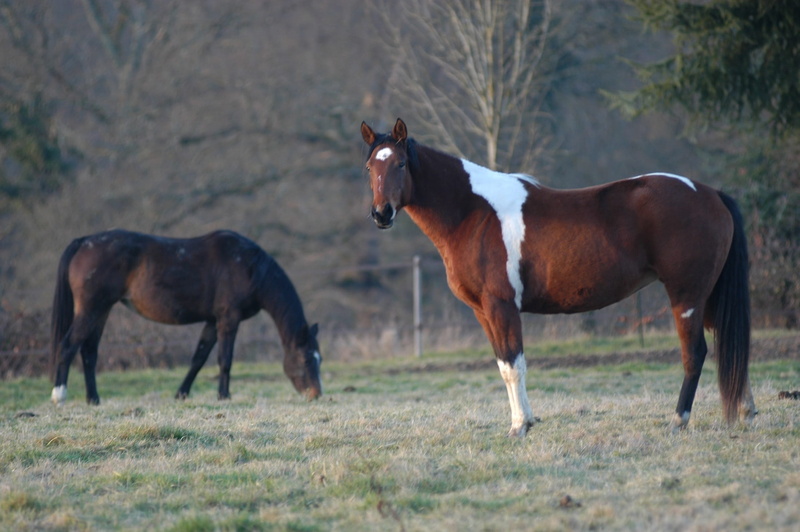 mare, wildlife, meadow, stallion, livestock, two animals, foal, nature, outdoors, Grazing, non-Urban Scene, animal wildlife, day, animal, herd, 1080P