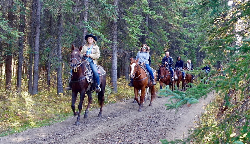 equestrian, photo, plant, horse riding, animal, livestock, forest, nature, domestic, full length, people, outdoors, lifestyle, ride, horseback Riding, animal themes