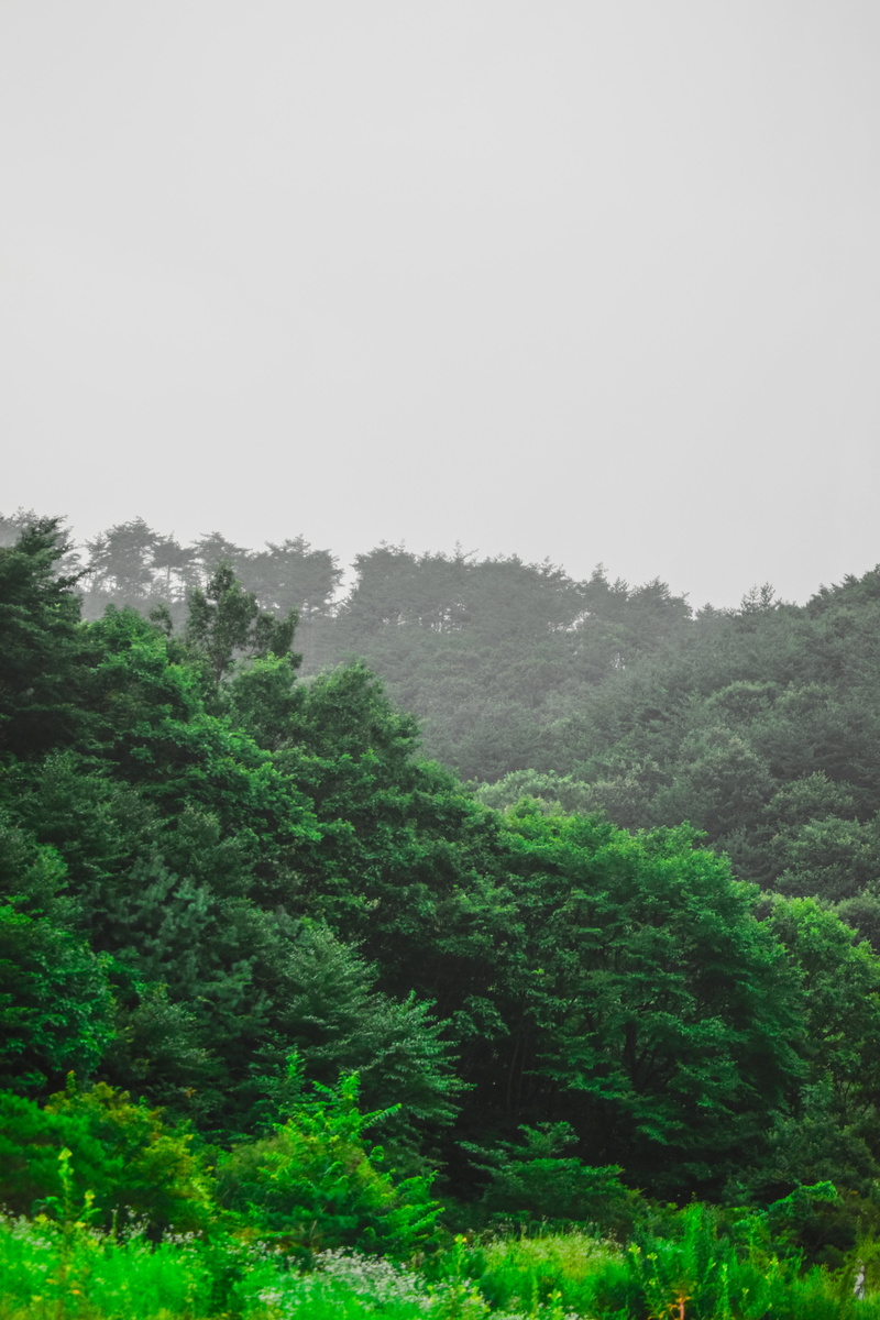 day, tranquil scene, vertical, d5300, lush foliage, 5K, growth, coniferous tree, tranquility, trees, beauty in nature, scenics - nature, copy space, outdoors