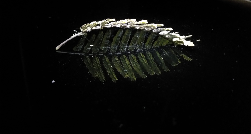 invertebrate, fish, dinosaur, black background, indoors, studio shot, copy space, close-up, no people, 4K, nature, plant, water, motion, skeleton, purity