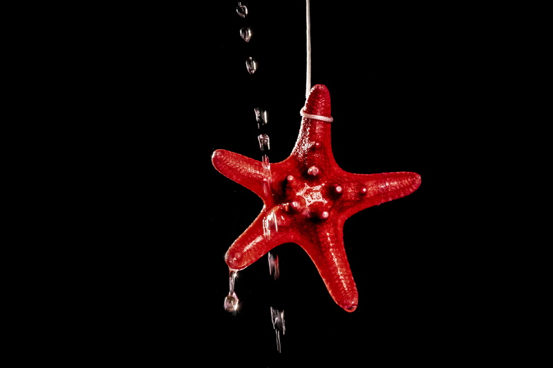 indoors, red, wildlife, symbol, blood, cross, nature, star symbol, 5K, studio shot, fish, single object, paint, copy space, juggling, food and drink, cardinal