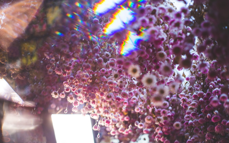 amsterdam, pink color, fragility, plant, crowd, holland, flower, #travel #image #nature #love #phototravel #moment #sky #beautiful #art #portrait #photography #travelphotography #light #book #photo #architecture #landscape #holland #travelexperience #sun #color #happy #vintage #life #flower #trip #amsterdam #summer #wanderlust #bhfyp