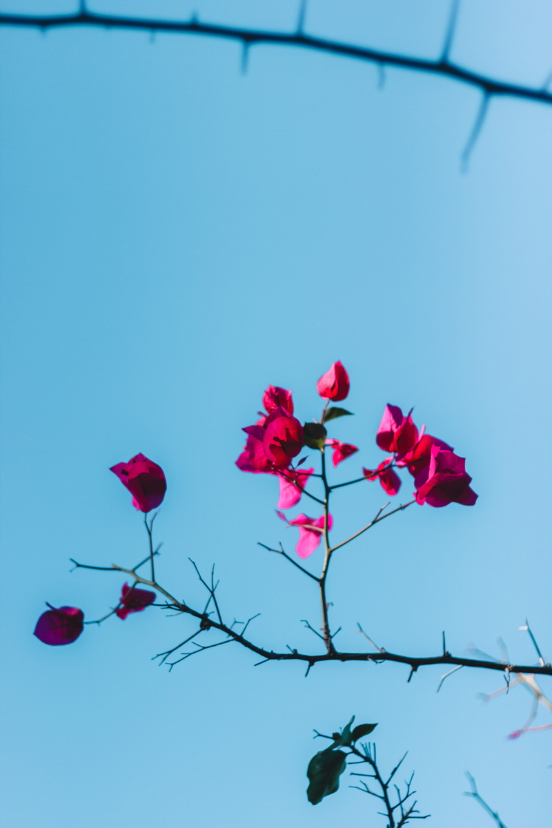 azure sky, blue, springtime, growth, silhouette, flying, outdoors, bird, flowering plant, flower, sky, leaf, parachute, animal, rose, freshness, nature