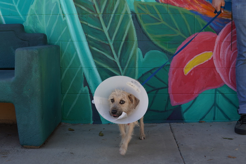 animal, footwear, canine, mutt, shelter dog, no people, animal shelter, flower, domestic animals, day, domestic, veterinarian, veterinary, pet, outdoors