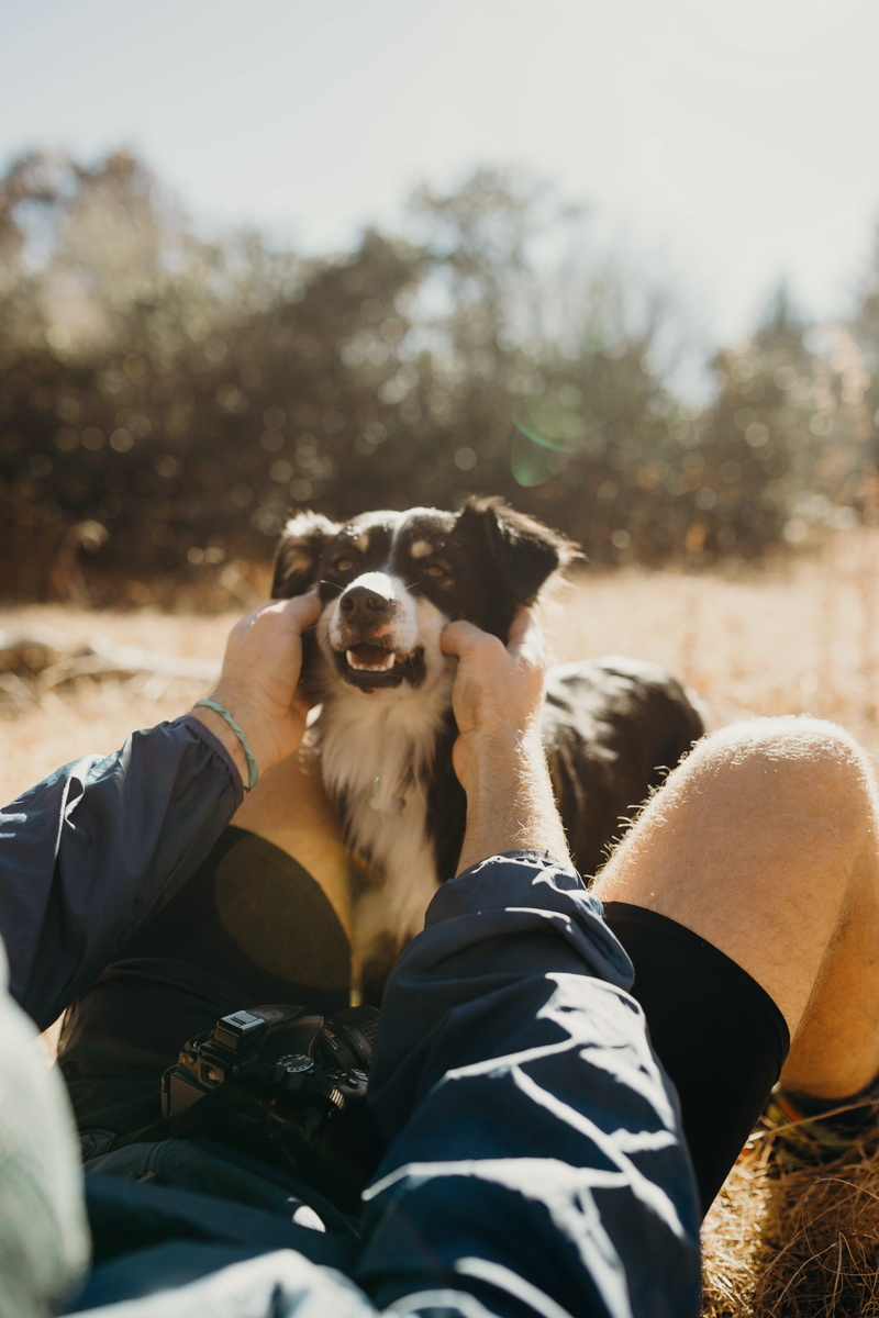 domestic animals, people, nature, day, camping, apparel, pets, trees, clothing, mammal, finger, australian shepherd, lifestyles, dogs, sunlight, person