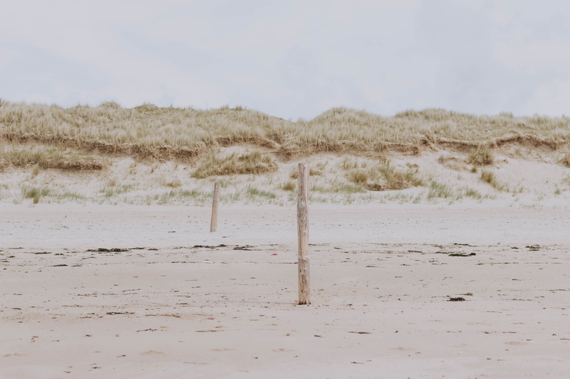 landscape, beauty in nature, mound, red wolf, grassland, arid climate, sand, bird, soil, grass, field, no people, water, land, beach, outdoors, andalusian horse