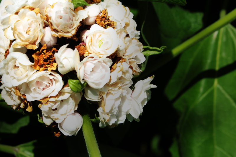 beauty in nature, flower, flowering plant, white color, beautiful, nature, bouquet, flower head, flower arrangement, bunch of flowers, growth, united states