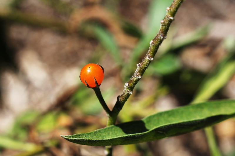 nature, vulnerability, no people, green, day, leaf, orange color, fullerton, food, fragility, animal wildlife, shrub, plant stem, red, plant, outdoors