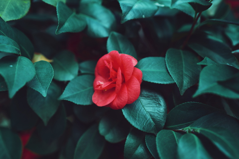 bud, vulnerability, flower, beauty in nature, geranium, veins, fragility, fullerton, leaf, no people, vegetation, fullerton aboretum, floral, usa, acanthaceae