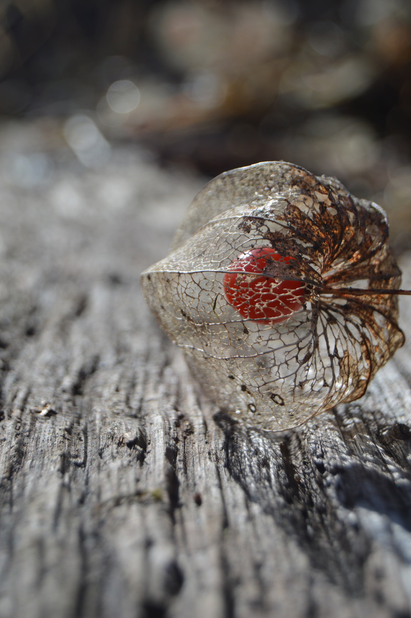 bark, lampions, day, deska, vrt, red, food, wood, outdoors, nature, food and drink, green, tree, close-up, textured, sadje, no people, board, 5K, selective focus