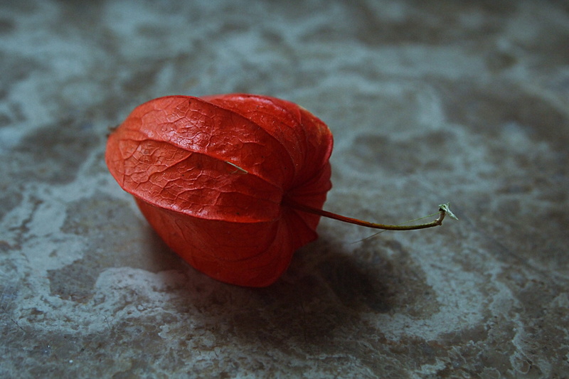 textile, fruit, food and drink, wellbeing, red, physalis alkekengi, lampion, 4K, indoors, leaf, simplicity, plant part, close-up, studio shot, nature