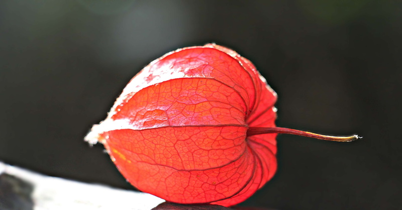 flower, orange red, autumn, vulnerability, flora, ornamental plant, red, fragility, pericarp, leaf, change, beauty in nature, close-up, nachtschattengewchs