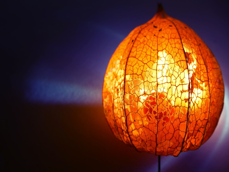 bright, focus on foreground, lighting equipment, no people, orange, sphere, close-up, garden, glowing, nature, physalis alkekengi, 4K, autumn flowers