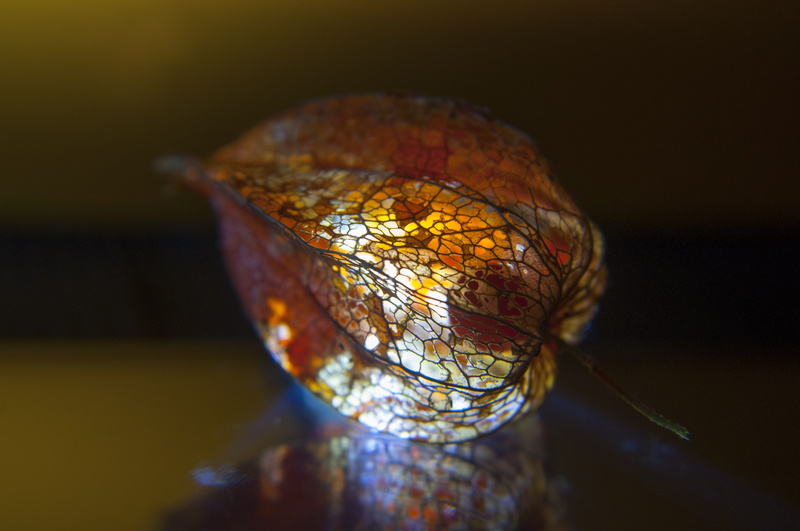 animal body part, bright, selective focus, close-up, close, still life, bloom, decoration, animal, macro, animals in the wild, blossom, animal wing, artwork