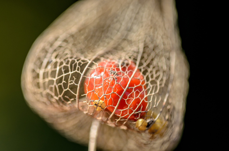 wellbeing, fruit, healthy eating, autumn, nature, holding, single object, studio shot, freshness, day, lampion, red, ripe, orange color, closeup, season