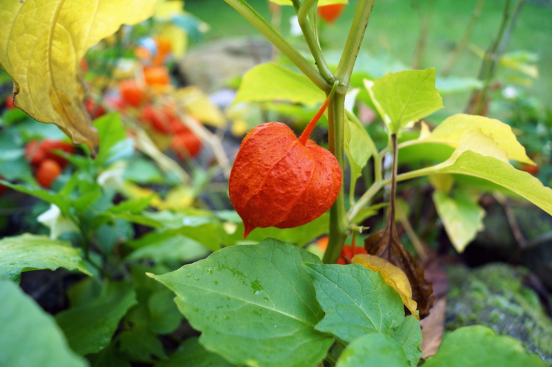orange, day, growth, food, food and drink, green color, healthy eating, red, plant, focus on foreground, fruit, ornamental plant, lampionblume, no people