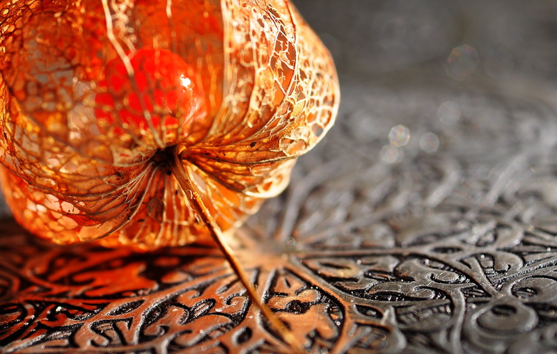 plant, lighted, celebration, food, autumn flowers, nachtschattengewächs, fruit, holiday - event, physalis, selective focus, orange, winter cherry, ornamental plant