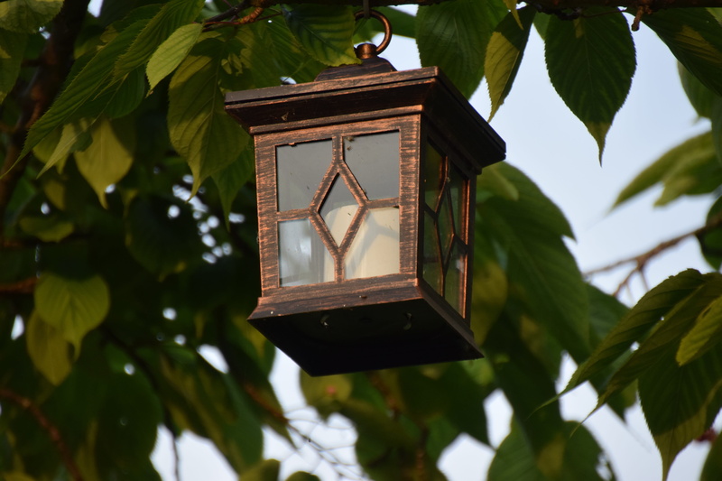 architecture, time, branch, leaf, nature, low angle view, hanging, lighting equipment, Candle, hour hand, plant, clock, antique, Tree, no people, outdoors
