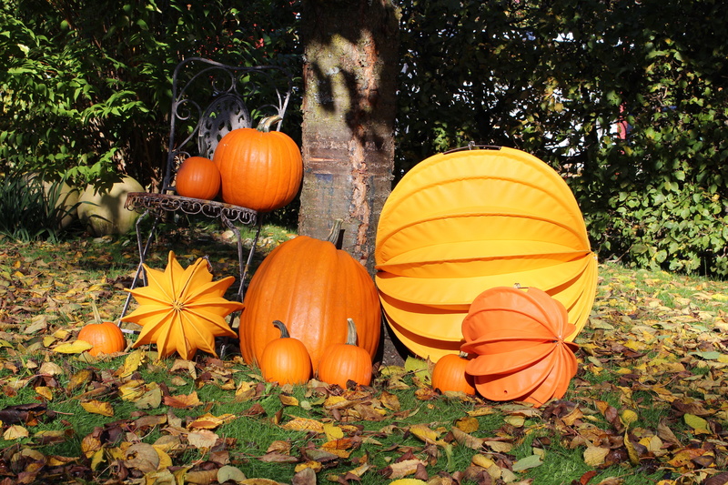 jack o lantern, pumpkins, growth, garden, season, lampion, food and drink, october, no people, pumpkin, healthy eating, plant, tree, orange Color, day