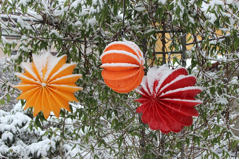 freshness, red, outdoors, food, light, no people, flower, close-up, three, 4K, orange color, day, robust, focus on foreground, winter lighting, garden