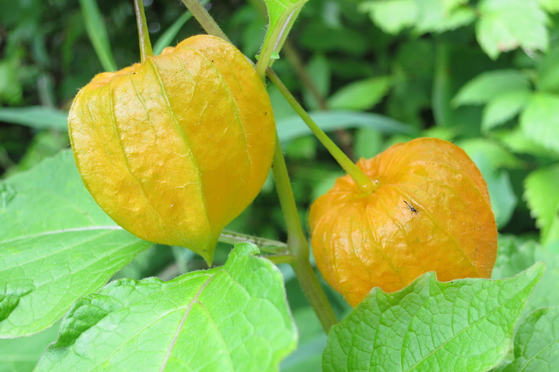 nature, focus on foreground, plant part, ripe, food, close-up, leaf, plant, healthy eating, outdoors, wellbeing, growth, freshness, tree, orange color