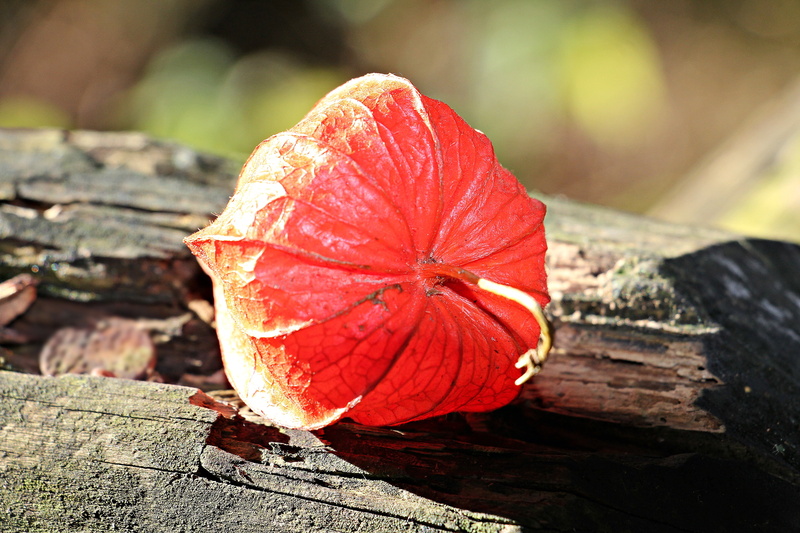 lampionblume, fragility, food and drink, lampion, wood - material, ornamental plant, natural condition, no people, focus on foreground, freshness, plant