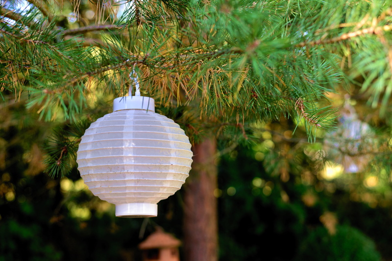 garden, plant, light, lantern, branch, lighting, summer lighting, tree, garden decoration, electric lamp, nature, 5K, built structure, holiday, garden party