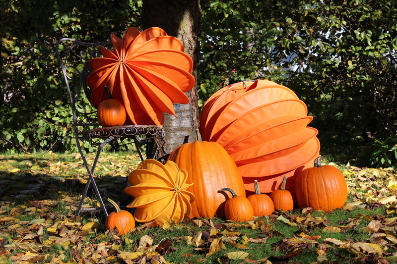 garden, no people, pumpkins, land, vegetable, freshness, field, plant, outdoors, grass, halloween, garden decoration, pumpkin, sun, orange, Chinese Lanterns