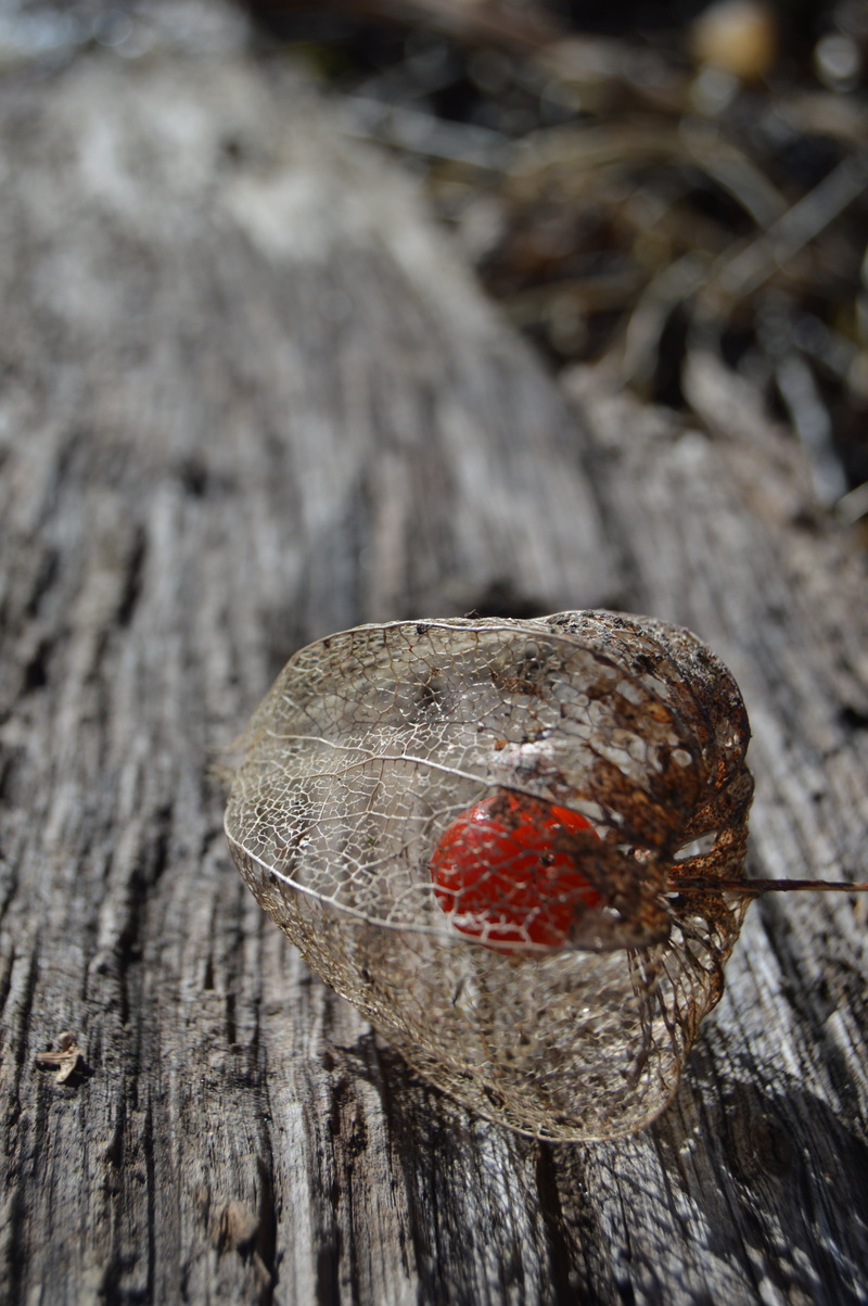 exotic, animals in the wild, animal wildlife, vrt, nature, red, wood - material, high angle view, wood, garden, tree, vitamin, food and drink, selective focus