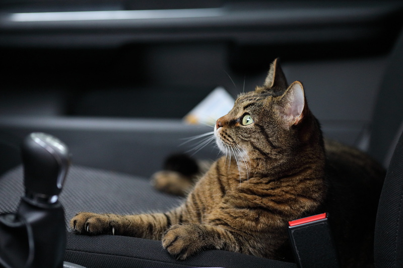 sitting, animal themes, nature, lets go, 5K, one animal, cat, trip, indoors, transportation, mammal, transport, no people, feline, predator, domestic