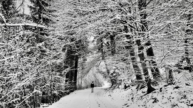 snowing, plant, let, snow, scenics - nature, 4K, tranquility, go, man, covered, covering, road, coniferous tree, nature, walking, tree, branch, growth