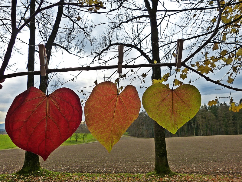 land, wind, leaf, circuit, plant part, trunk, letting go, detention, arable, fall foliage, hanging, heart shape, sky, day, red, lose, plant, colorful, autumn