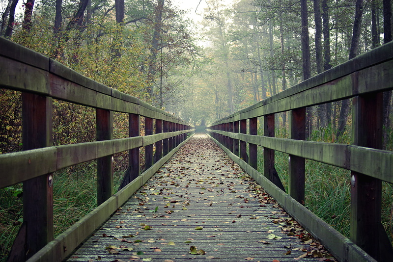 transportation, the way forward, tree, spacer, handrail, long, nature, no people, direction, outdoors, architecture, bridge - man made structure, park