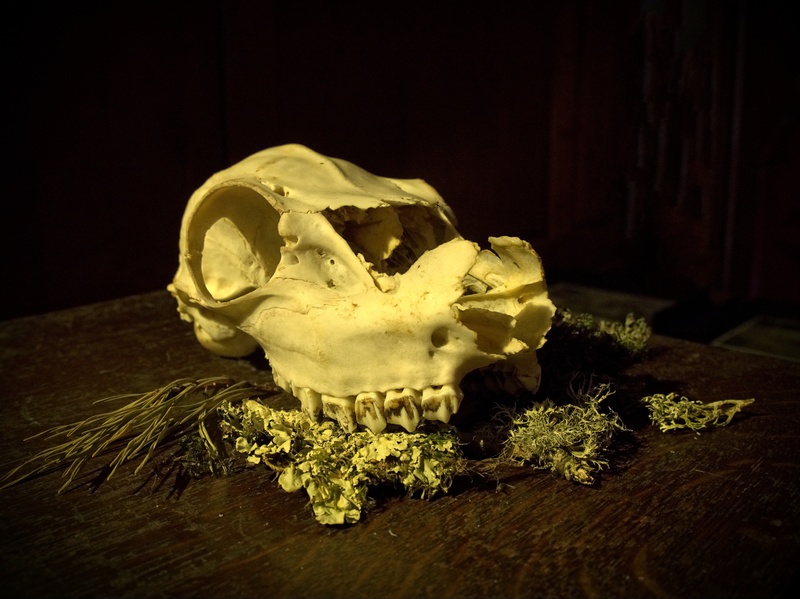 nightmare, dark, flower, studio shot, animal body part, 4K, frightening, table, history, creepy, dead, shadow, still life, the past, warning, close-up