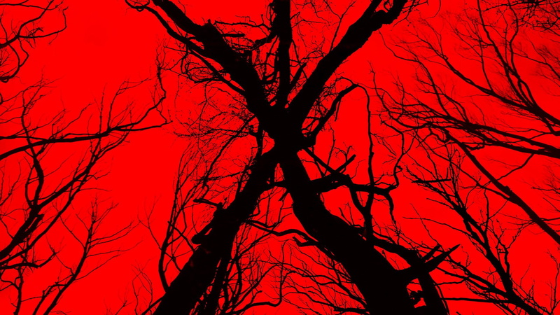sky, blair witch, bare tree, red, autumn, outdoors, beauty in nature, 1080P, tree, plant, scenics - nature, sunset, nature, trunk, tranquility, tree trunk