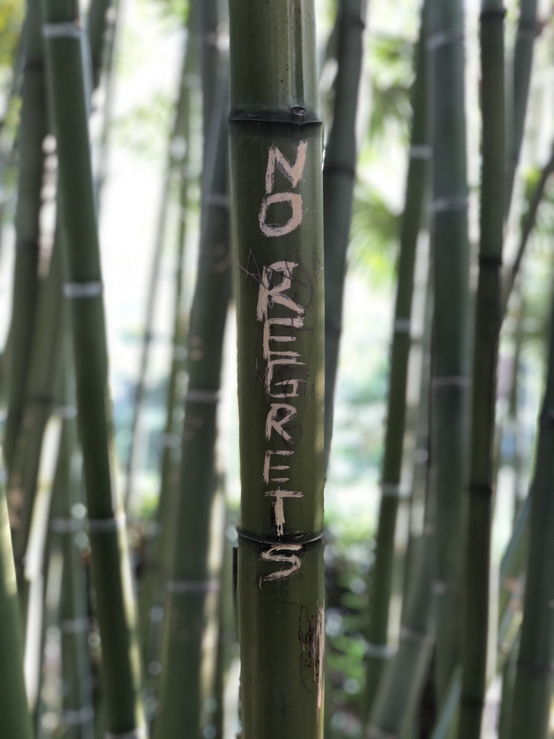 no people, bamboo, growth, green color, bamboo - plant, focus on foreground, tree, land, day, forest, trunk, tranquility, opatija, croatia, outdoors, unnamed road