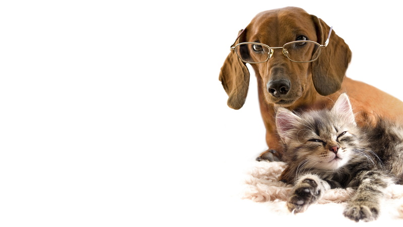 animal, mammal, canine, animal themes, pets, domestic cat, feline, vertebrate, indoors, dog, domestic, one animal, portrait, big dog and kitten picture