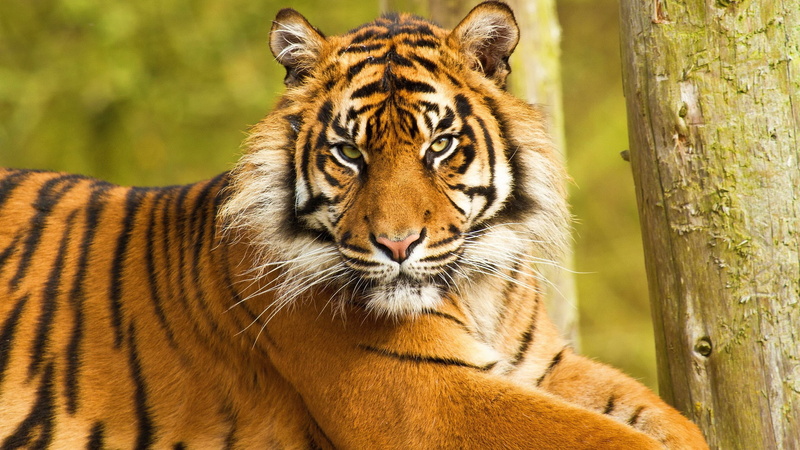animals in the wild, animal themes, looking at camera, zoo, carnivora, big cat, cat, undomesticated cat, big tiger picture, one animal, animal wildlife