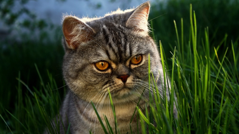animal, field, animal head, nature, tabby, 4K, no people, domestic cat, funny cat picture with big eyes, feline, grass, whisker, animal themes, portrait