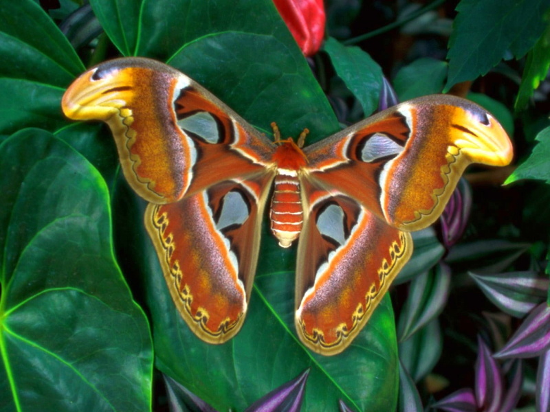 moth, hd, beautiful, big, 720P, art, butterflies, animals, picture